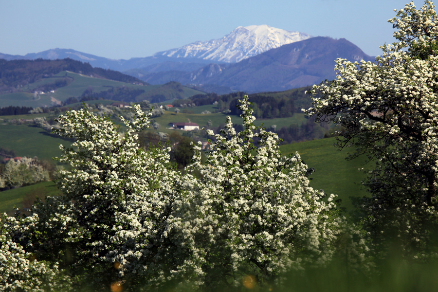 Blick auf den Ötscher zur Zeit der Birnbaumblüte