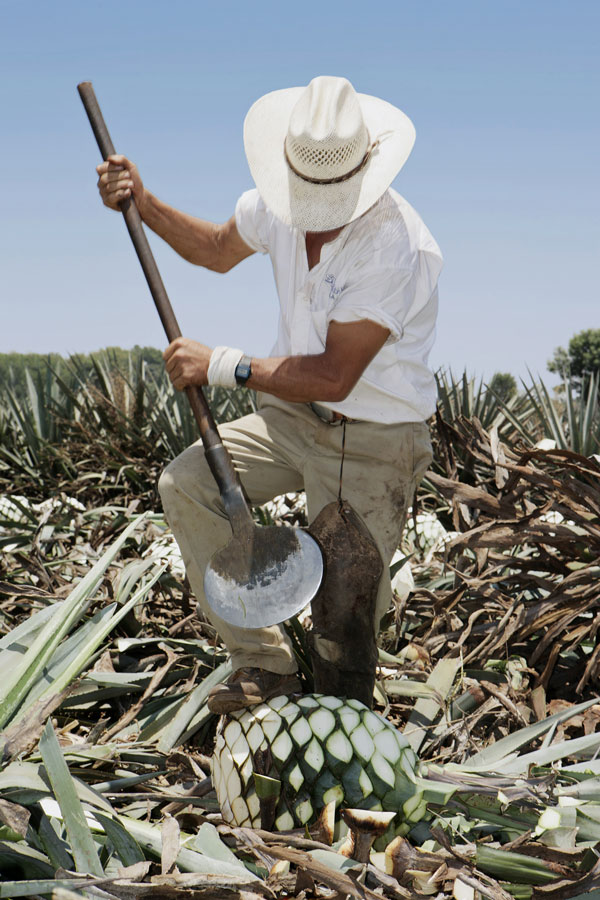 Arbeiter in einer Agavenplantage in Jalisco
