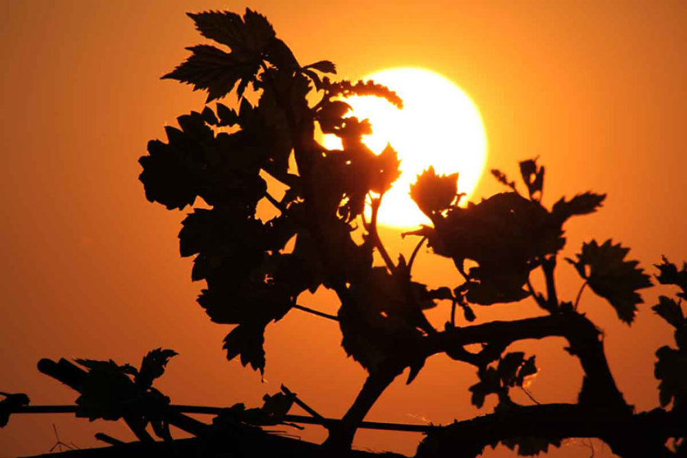 Sonnenuntergang über den Weingärten der Colli Orientali del Friuli