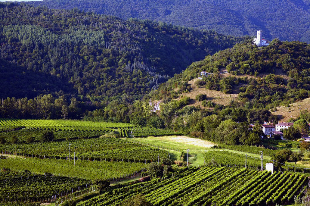 Weingärten und Wälder rund um das Weingut Stanig © Azienda Agricola Stanig