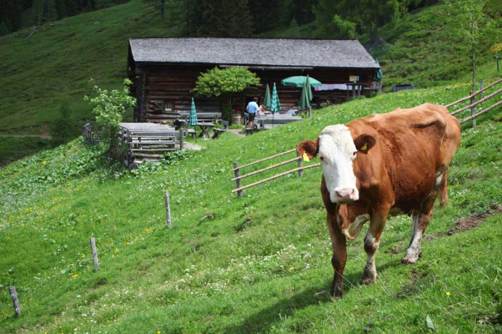 Karseggalm, bewacht von einer Kuh