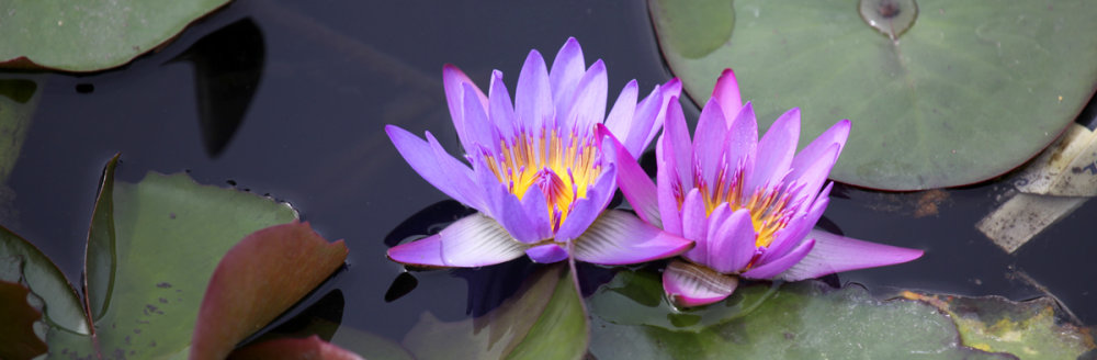 Die Lotusblume als wunderschönes Symbol von Héviz