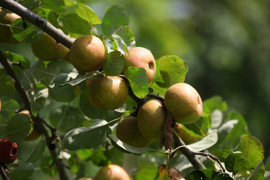 Herbst im Vulkanland: Saftige Äpfel und dahinter Weingärten mit reifen Trauben