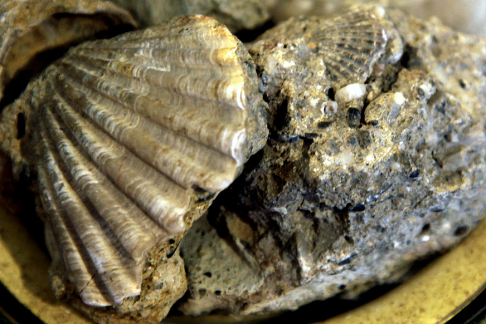 Fossilien aus den Weingärten Bolmidas als Andenken an das Meer, das einst hier flutete