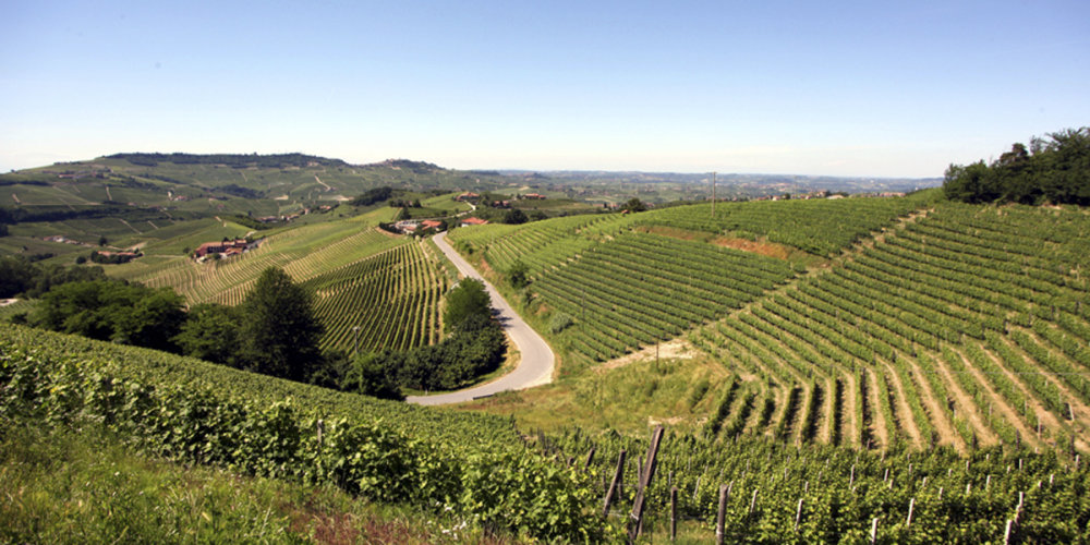 Die Weingärten, in denen das neue Weingut von Silvano Bolmida entstehen wird