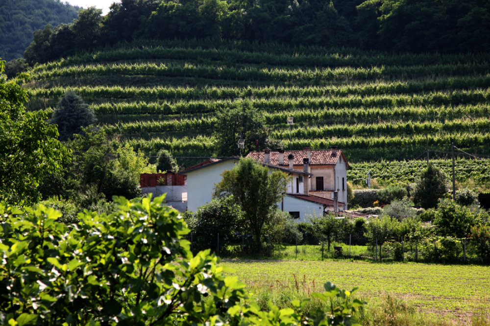 Abendstimmung in einem Weingarten in den Colli Euganei