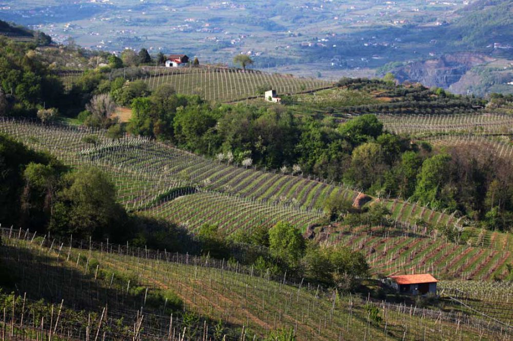 Soave, die vom Weinbau geprägte Landschaft um die Stadt