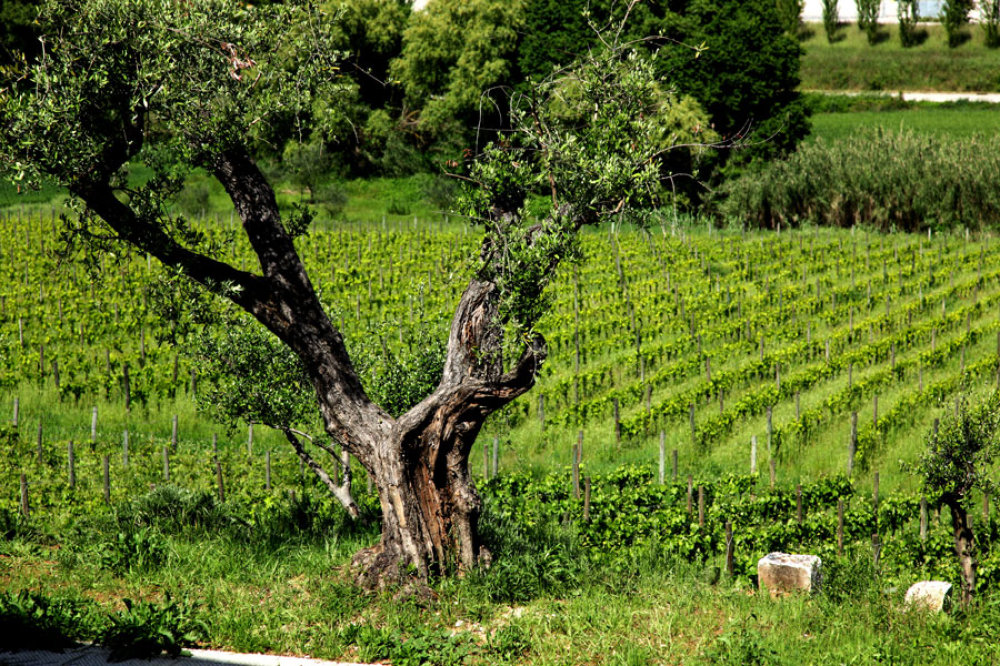 Alter Olivenbaum an jungen Weingärten