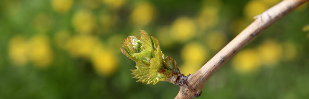 Ein Weinstock im Blaufränkischland Mitte April