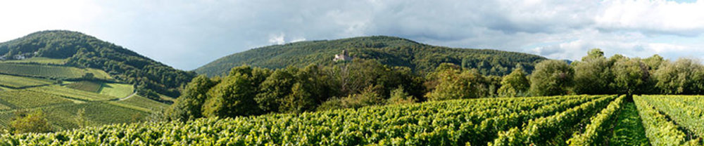 Weingärten bei Klingenmünster © Weingut Porzelt