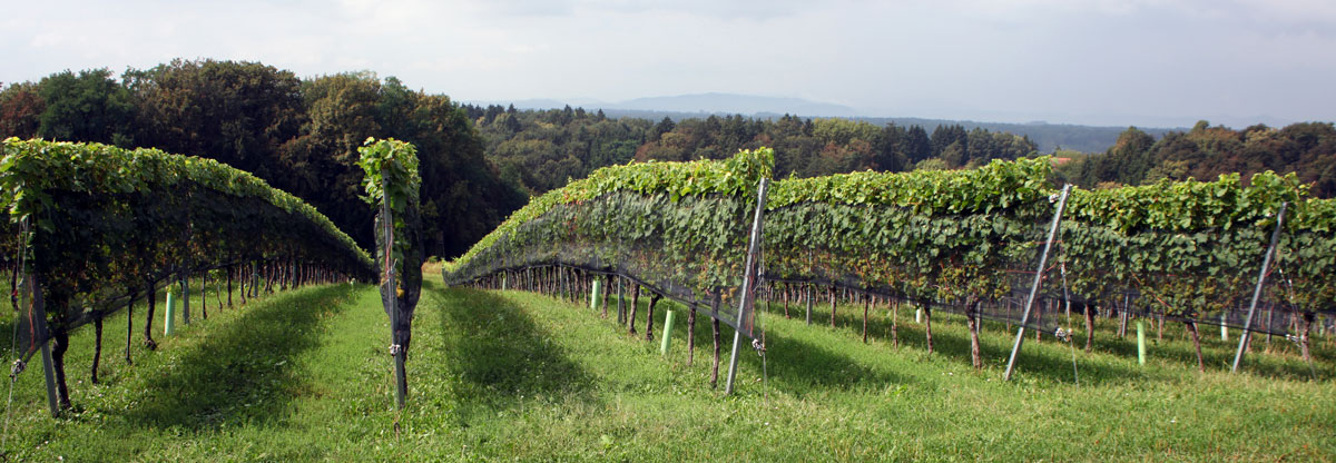 Sanft vom Haus weg abfallende Weingärten