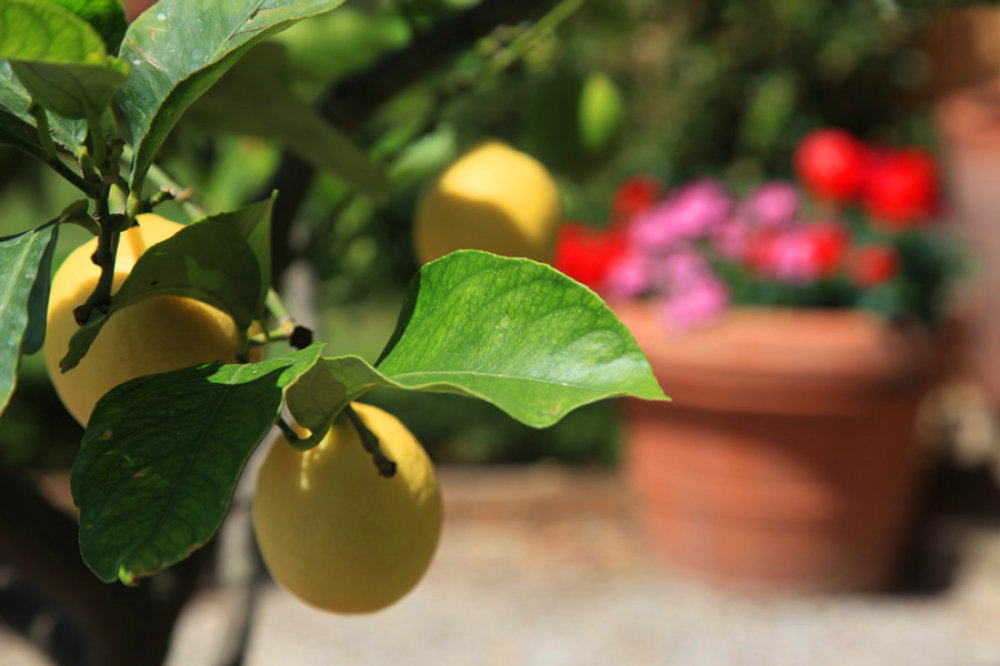 Reife Zitronen in der Toskana