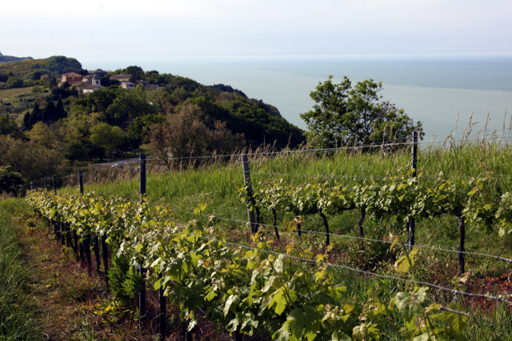 Weingarten am Meer in den Marken (Italien)