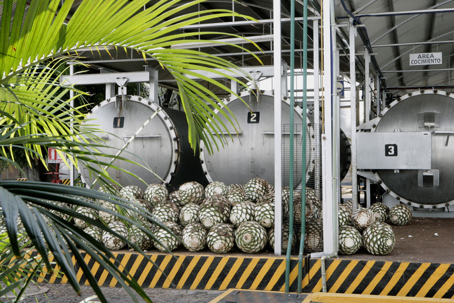 Agavenherzen, vorbereitet für die Produktion von SIERRA milenario Tequila