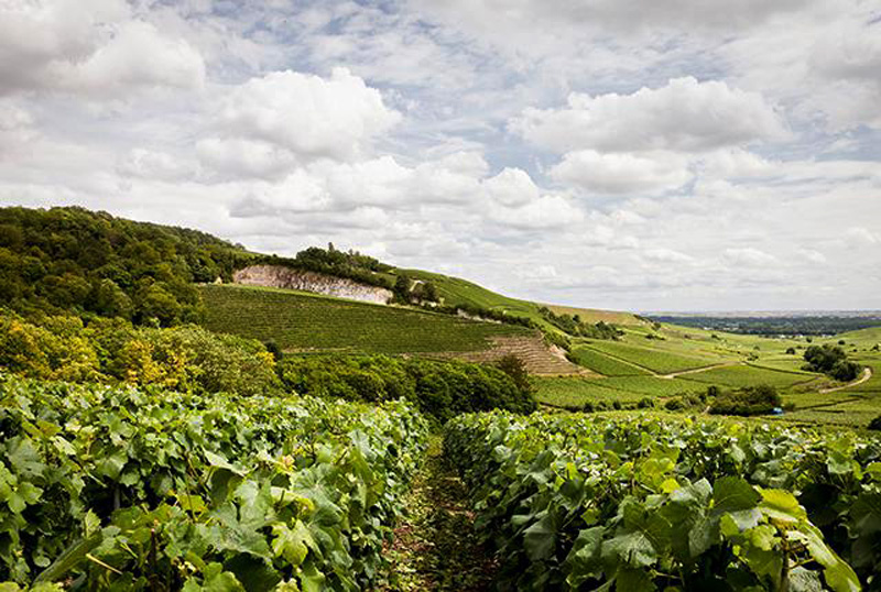 Weingärten der Domaine Pommery © Pommery