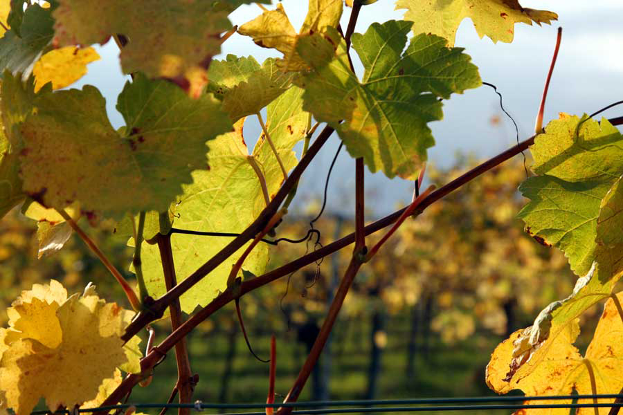 Wiener Riede in Neustift