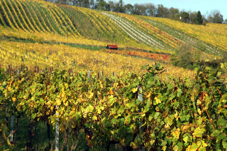 Riede in Neustift, wo der Junge Wienr reift