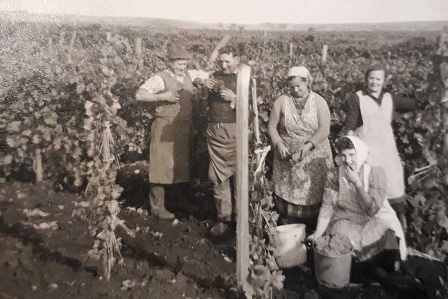 Familie Bauer bei der Weinlese in den 1990ern © Familienarchiv