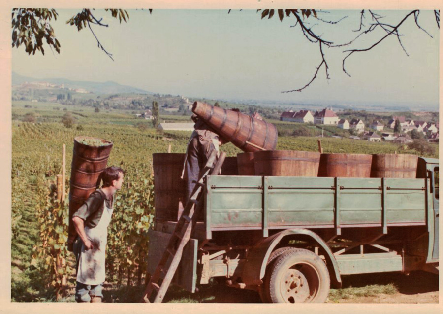 Weinbau im früheren Tagen bei Mittelwihr © Familenarchiv Mauler