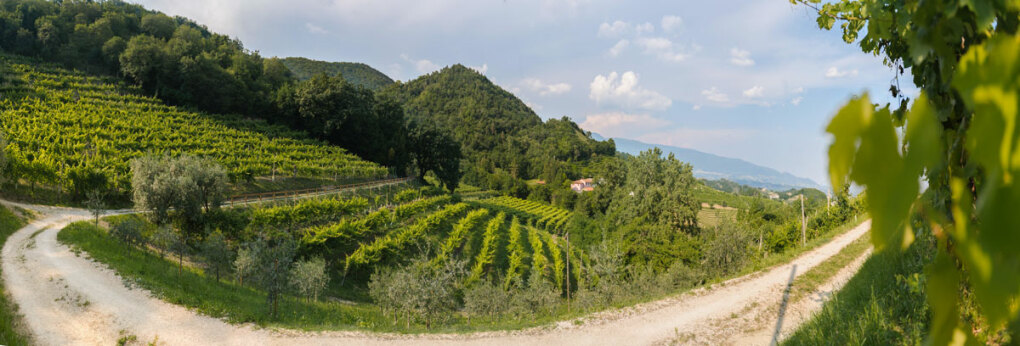Weingärten in San Mor, Conegliano © Zardetto