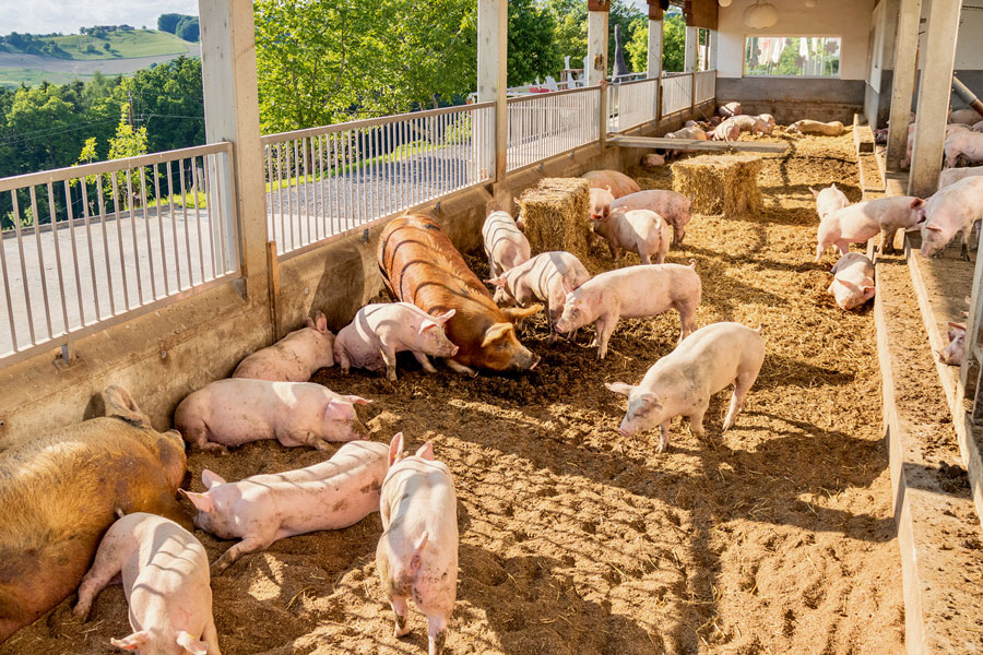 Schweinehaltung im Sinne des Tierwohls © Vulcano
