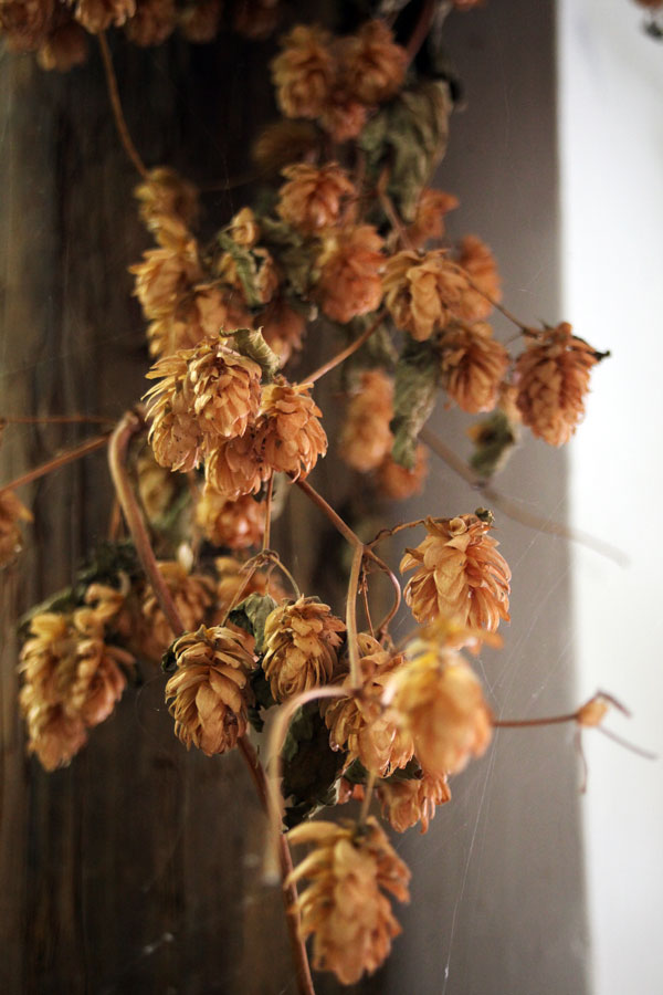 Getrocknete Hopfendolden im Museum Getrocknete Hopfendolden im Museum