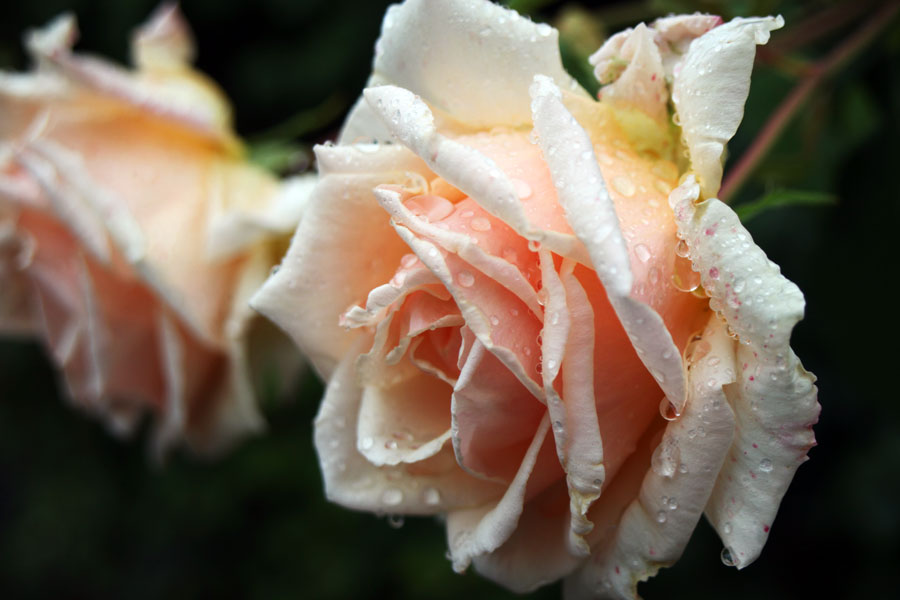 Rosen blühen rund ums Haus
