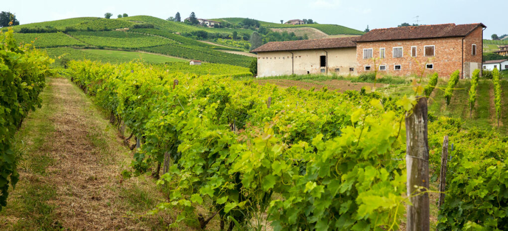 Weingärten nahe Monferrato © Val di Luna