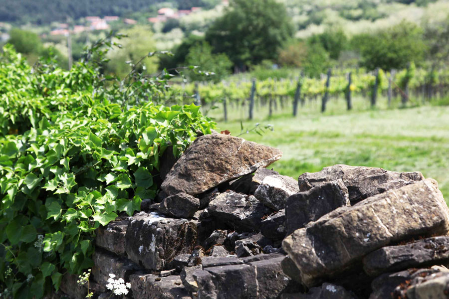 Mauer und Weingarten im Karst 