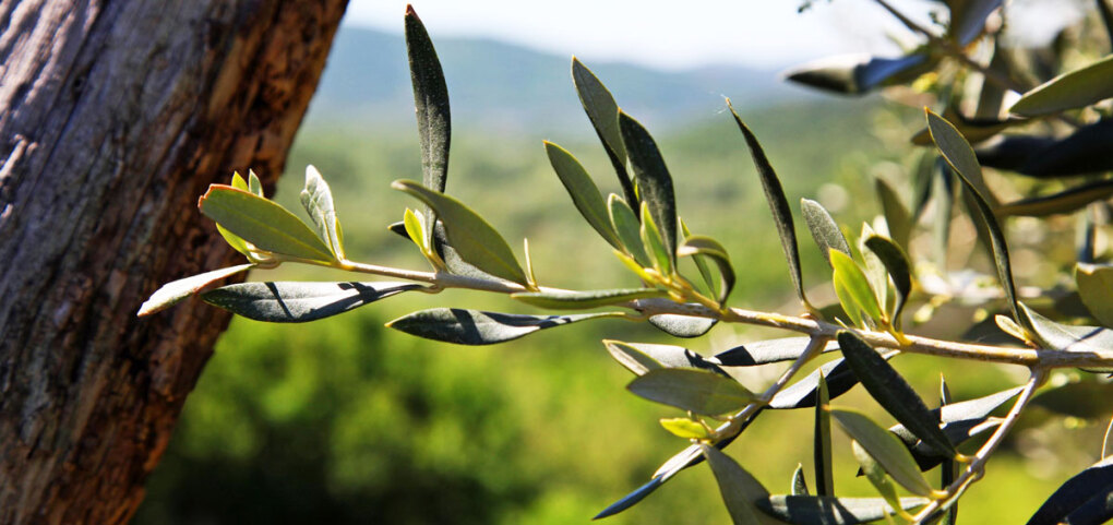 Ein Olivenzweig im Karst