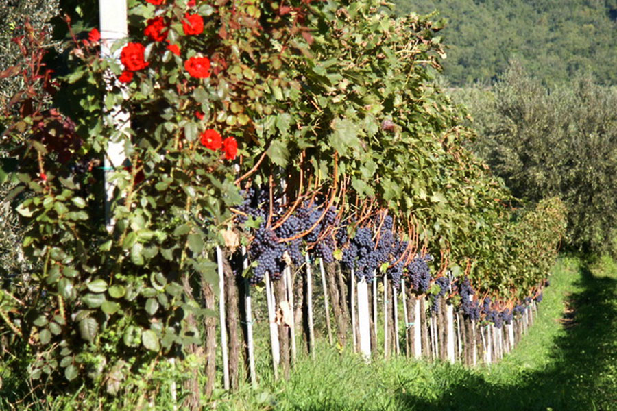 Reife Sangiovese Trauben im Weingarten © Le Fonti
