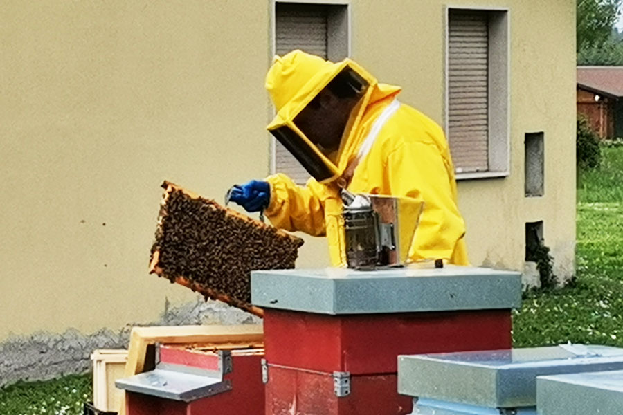 Michele Di Prisco an den Bienenstöcken