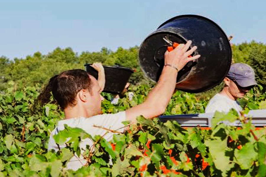 Arbeit im Weingarten © Podere Gagliassi
